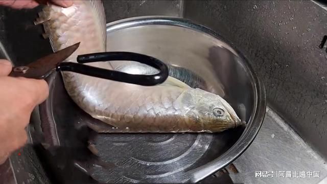 龍魚趴缸食欲不振的原因：龍魚趴缸和食欲不振應(yīng)該采取哪些措施來幫助它恢復(fù)正常食欲 水族問答 第1張