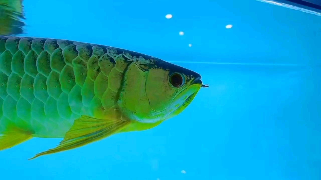 炮彈頭鯊魚(yú)嘴：_小金龍?jiān)u論：炮彈頭鯊魚(yú)嘴 觀賞魚(yú)論壇