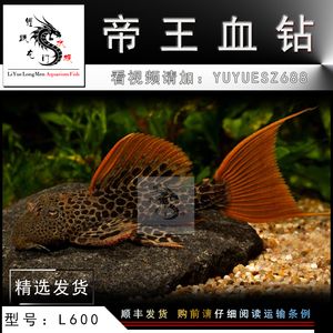 龍魚趴缸一會游一會：如何判斷龍魚的健康狀態(tài)？ 水族問答 第2張