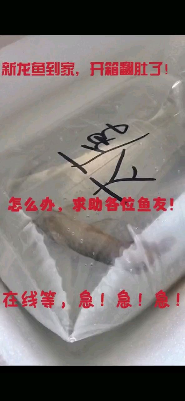 龍魚到家翻肚！：龍魚到家翻肚之謎 觀賞魚論壇