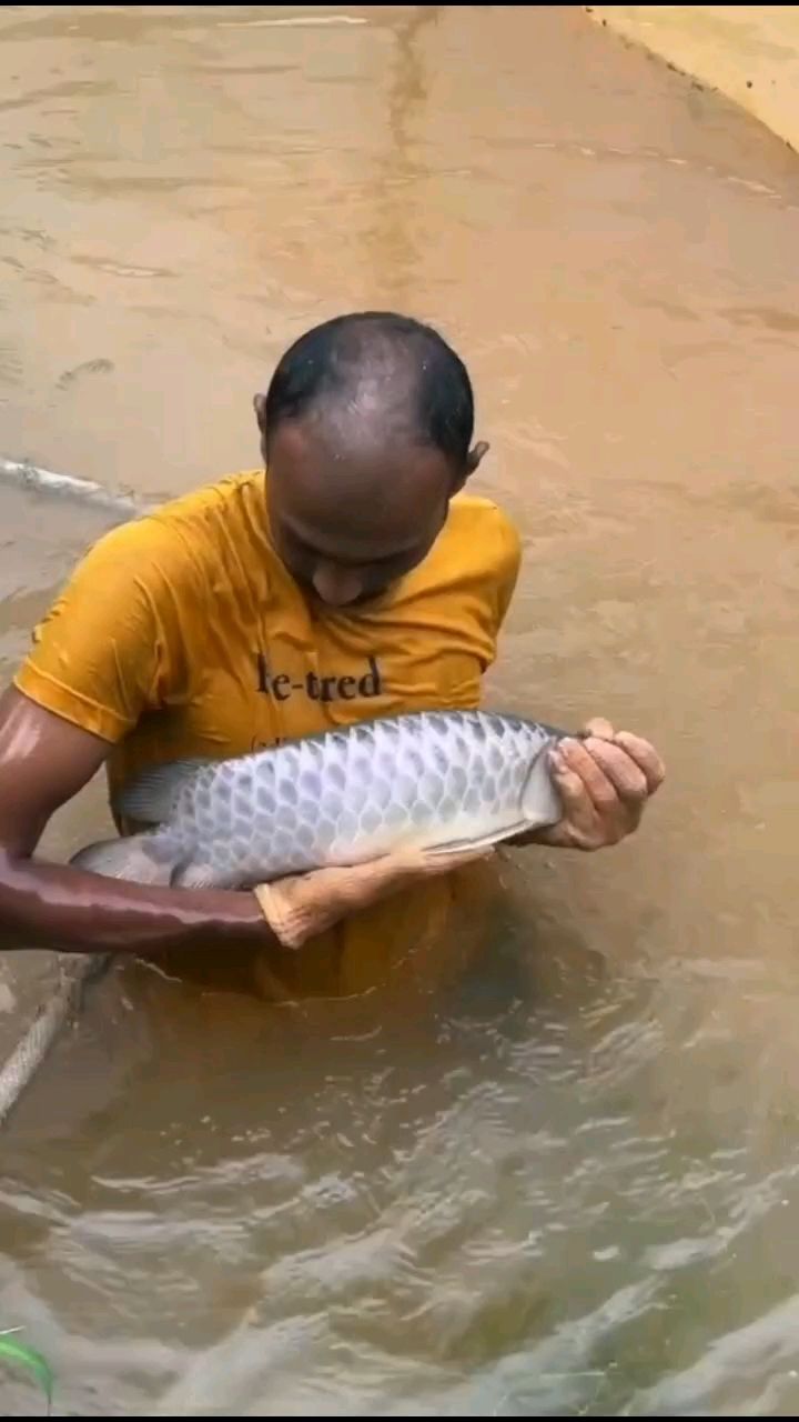 頑皮的小黑：水幕金～古典水幕金～古典 觀賞魚論壇