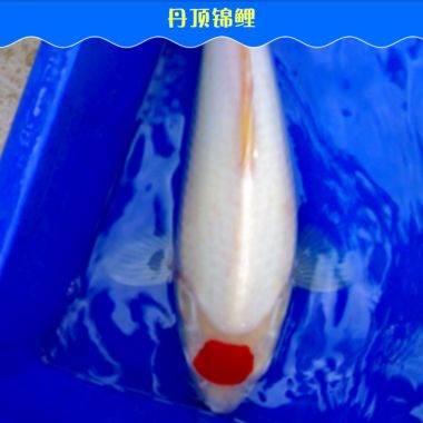 龍魚配合飼料喂什么好：關于龍魚配合飼料的問題 水族問答 第1張