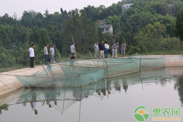 龍魚配魚多少條：養(yǎng)龍魚時，通常建議每條龍魚配一條魚,這是因?yàn)辇堲~的體型較大 水族問答 第2張