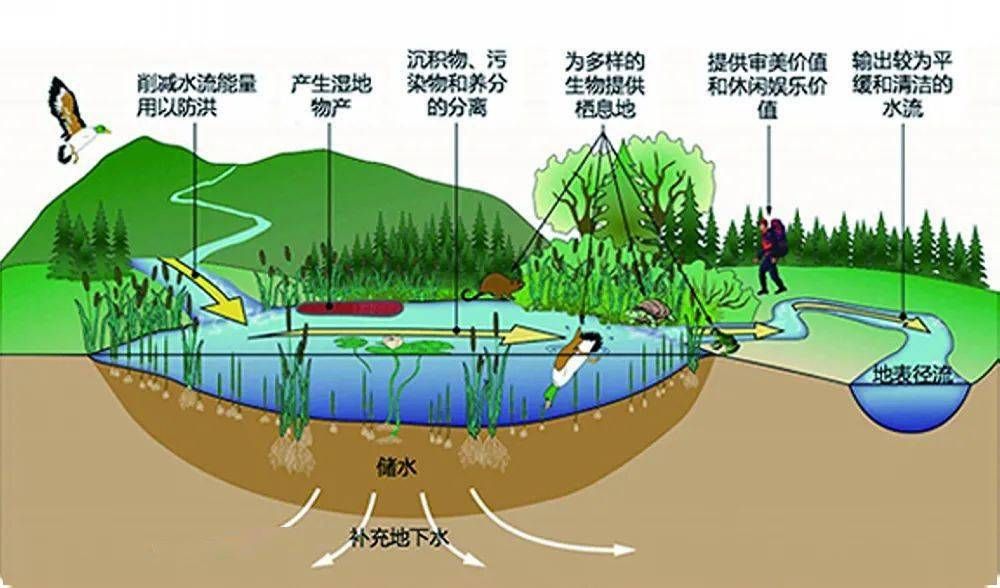 龍魚批發(fā)市場價格表最新消息查詢：如何在龍魚批發(fā)市場找到最新的價格信息？ 水族問答 第2張