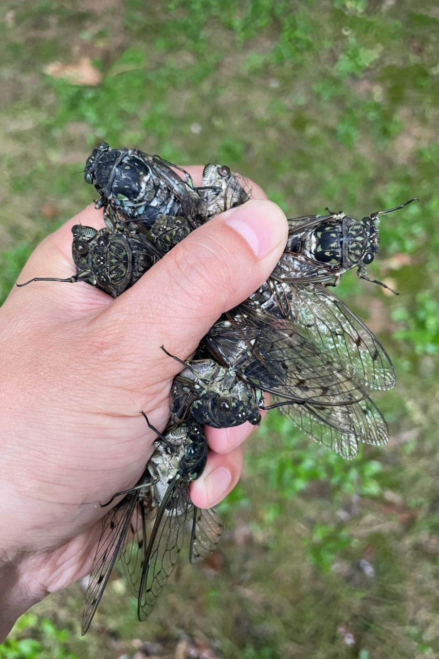 龍魚零食：西北小君君評論：龍魚零食是一種針對龍魚的專用零食 觀賞魚論壇 第1張