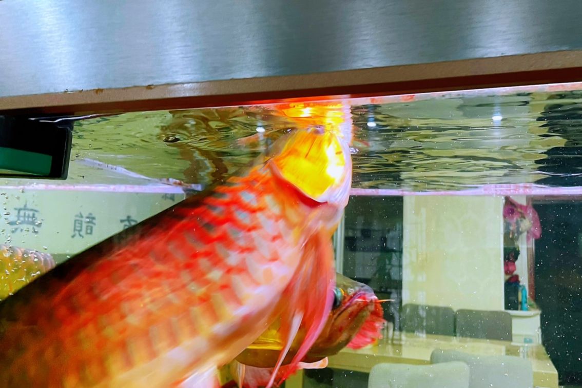 龍魚零食：西北小君君評論：龍魚零食是一種針對龍魚的專用零食 觀賞魚論壇 第3張