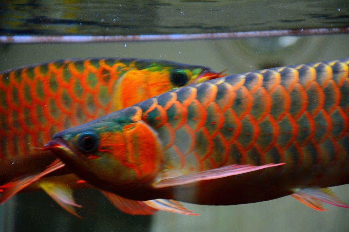 龍魚零食：西北小君君評論：龍魚零食是一種針對龍魚的專用零食 觀賞魚論壇 第4張