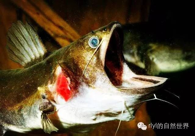 龍魚品種介紹：如何挑選龍魚 水族問答 第2張