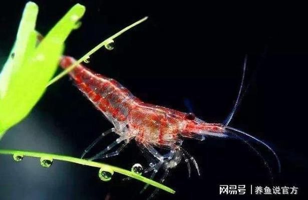 龍魚搶不到食物：為什么龍魚總是搶不到食物？ 水族問答 第1張