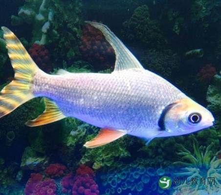 龍魚如何養(yǎng)成寬體魚：寬體龍魚養(yǎng)成指南 水族問答