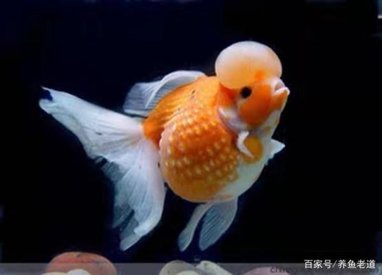 龍魚入缸幾天開口：龍魚入缸后幾天才會開口？ 水族問答 第2張