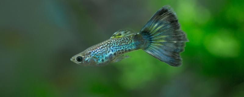 龍魚入新缸：-龍魚入新缸需要多長時間 水族問答 第2張