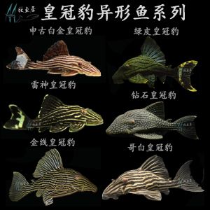 綠皮皇冠豹魚飼料品牌對比：綠皮皇冠豹魚的飼料選擇 綠皮皇冠豹魚 第4張