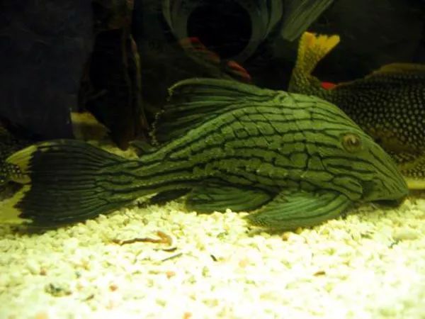 綠皮皇冠豹魚飼料品牌對比：綠皮皇冠豹魚的飼料選擇 綠皮皇冠豹魚 第2張