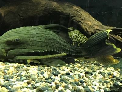 綠皮皇冠豹魚飼料品牌對比：綠皮皇冠豹魚的飼料選擇 綠皮皇冠豹魚 第5張