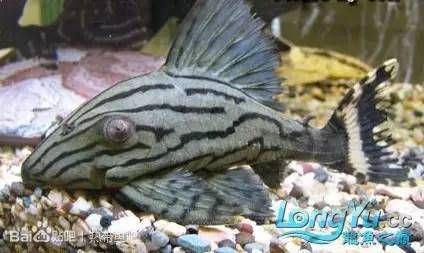 綠皮皇冠豹魚天然植物纖維食物效果：綠皮皇冠豹魚天然植物纖維食物效果的詳細分析 綠皮皇冠豹魚 第2張