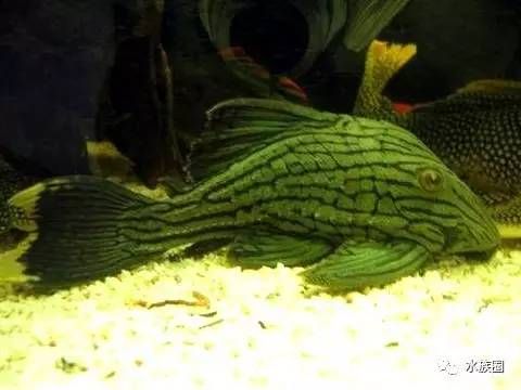 綠皮皇冠豹魚天然植物纖維食物效果：綠皮皇冠豹魚天然植物纖維食物效果的詳細分析 綠皮皇冠豹魚 第1張