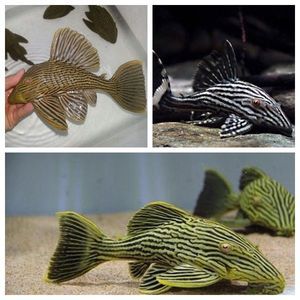 綠皮皇冠豹魚(yú)適宜飼料選擇：綠皮皇冠豹魚(yú)飼料品牌推薦 綠皮皇冠豹魚(yú) 第5張