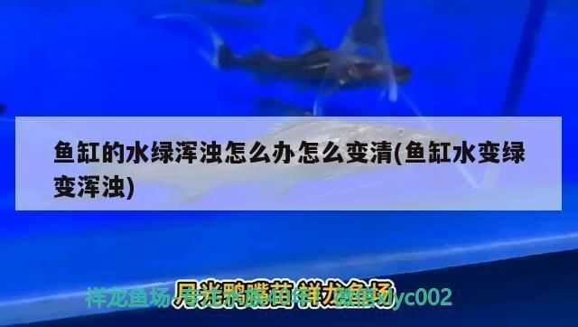 如何改善綠皮皇冠豹魚(yú)水質(zhì)：如何科學(xué)控制綠皮皇冠豹魚(yú)水質(zhì)的喂食量 綠皮皇冠豹魚(yú) 第1張