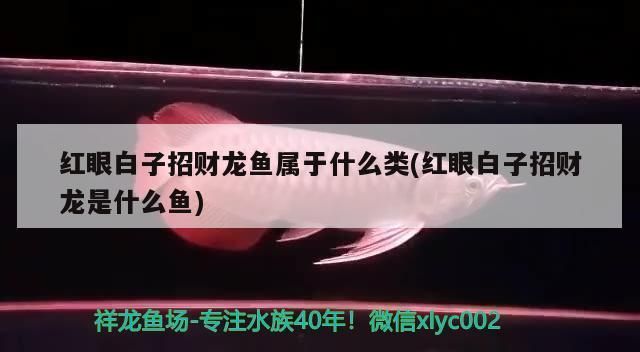 綠皮皇冠豹魚繁殖技巧分享：繁殖綠皮皇冠豹魚繁殖技巧，綠皮皇冠豹魚繁殖技巧 綠皮皇冠豹魚 第1張