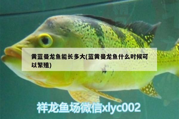 綠皮皇冠豹魚繁殖技巧分享：繁殖綠皮皇冠豹魚繁殖技巧，綠皮皇冠豹魚繁殖技巧 綠皮皇冠豹魚 第5張