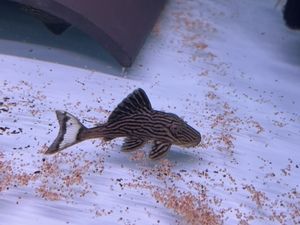 綠皮皇冠豹魚飼料原料選擇：綠皮皇冠豹魚飼料原料選擇綠皮皇冠豹魚飼料保存技巧 綠皮皇冠豹魚 第3張