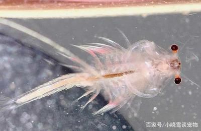 龍魚上色技巧喂藥上色方法：喂藥上色技巧，龍魚上色技巧 水族問答 第2張