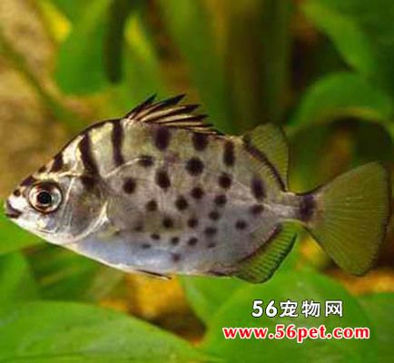 金鼓魚適宜水草種類：金鼓魚水族箱造景技巧