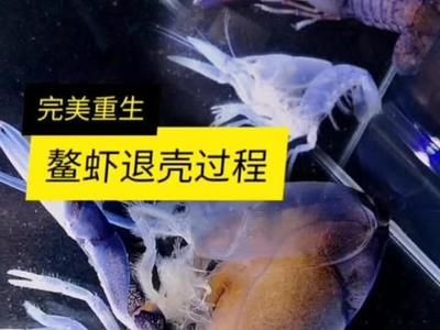 如何預(yù)防埃及神仙魚疾?。喊＜吧裣婶~常見疾病及預(yù)防措施 埃及神仙魚 第4張