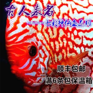 冬季埃及神仙魚保溫方法：埃及神仙魚冬季保溫措施，埃及神仙魚換水最佳時(shí)機(jī) 埃及神仙魚 第2張