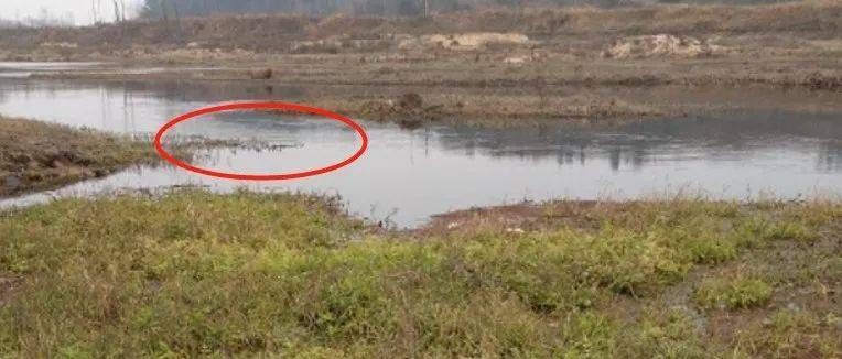 龍魚什么都不吃怎么回事兒：龍魚不吃食物怎么辦？ 水族問(wèn)答 第2張