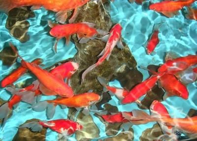 龍魚什么都吃嗎：飼養(yǎng)龍魚需要注意什么？ 水族問答 第2張