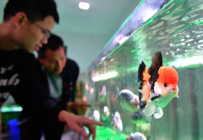 龍魚什么價格能買：如何挑選龍魚？ 水族問答 第1張