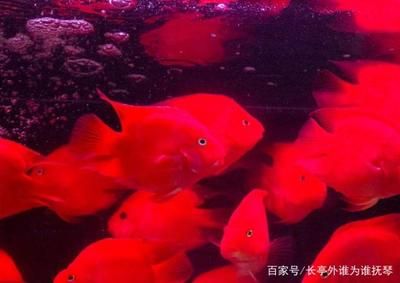 夏季財(cái)神鸚鵡魚換水頻率及方法：夏季更換財(cái)神鸚鵡魚的水應(yīng)考慮頻率和方式一般建議每周換水1次 財(cái)神鸚鵡魚 第1張