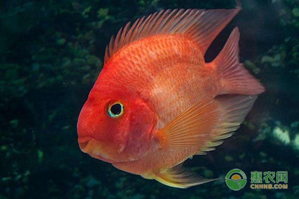 財神鸚鵡魚光照周期最佳實踐：財神鸚鵡魚光照管理 財神鸚鵡魚 第3張