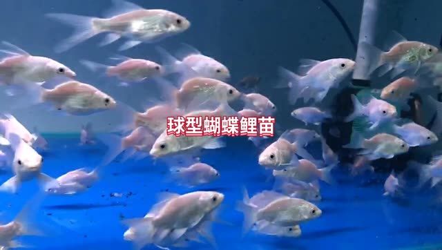 球型蝴蝶鯉苗：球型蝴蝶鯉的養(yǎng)殖技巧 養(yǎng)殖場魚苗批發(fā)