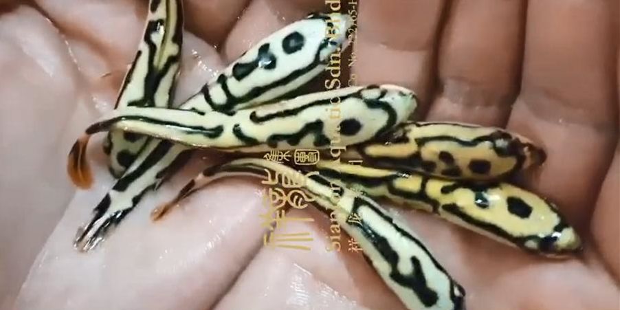 夢幻雷龍小苗10cm：夢幻雷龍小苗10cm生長情況 養(yǎng)殖場魚苗批發(fā)