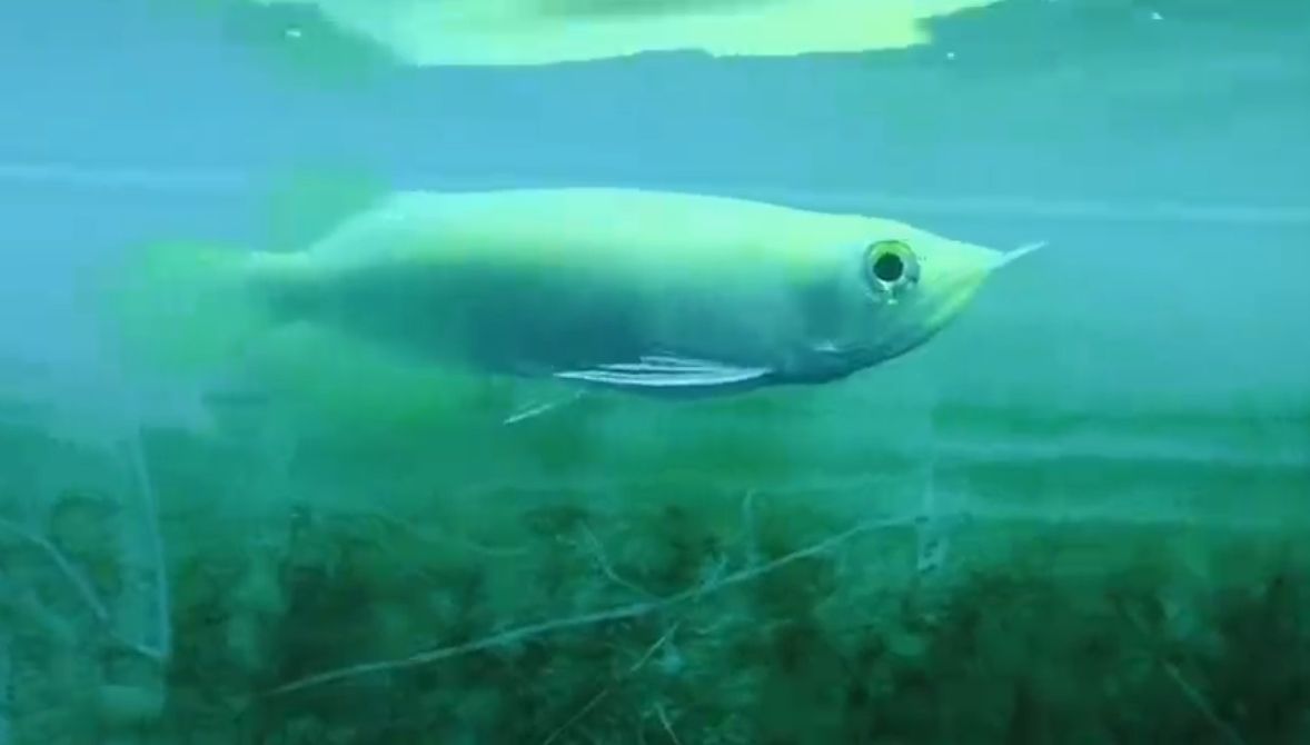 白子紅龍魚苗：水族愛好者的首選觀賞魚——白子紅龍魚苗 養(yǎng)殖場魚苗批發(fā)