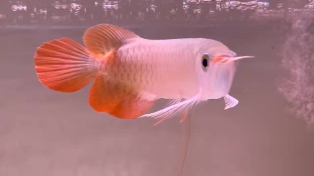 印尼小紅龍魚(yú)苗20211125：2021年11月25日印尼小紅龍魚(yú)苗