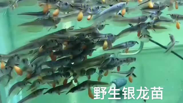 野生銀龍苗：廣州野生銀龍苗 養(yǎng)殖場魚苗批發(fā)