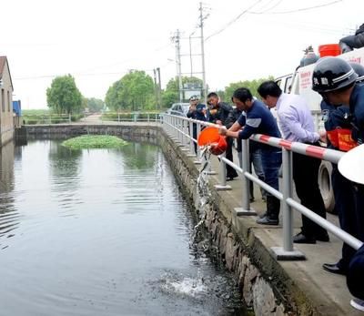 龍魚什么樣的好養(yǎng)：什么品種的龍魚最好養(yǎng)？ 水族問答 第1張