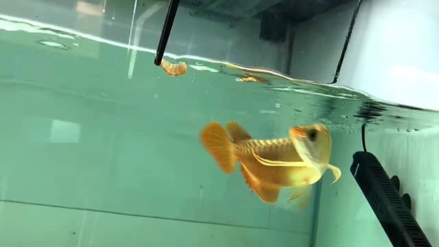 25cm火焰尾小紅龍 #金龍魚(yú)紅龍魚(yú)：25cm火焰尾小紅龍