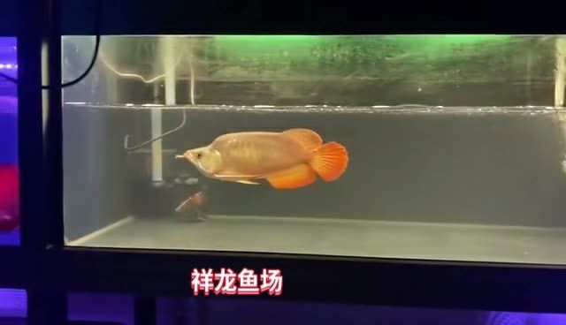 28公分紅龍福龍魚：28公分“超級福龍皇”價格破紀(jì)錄 紅龍魚