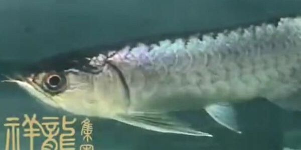 圖騰金龍魚(yú)：圖騰金龍魚(yú)是一種具有獨(dú)特外觀和寓意的觀賞魚(yú)