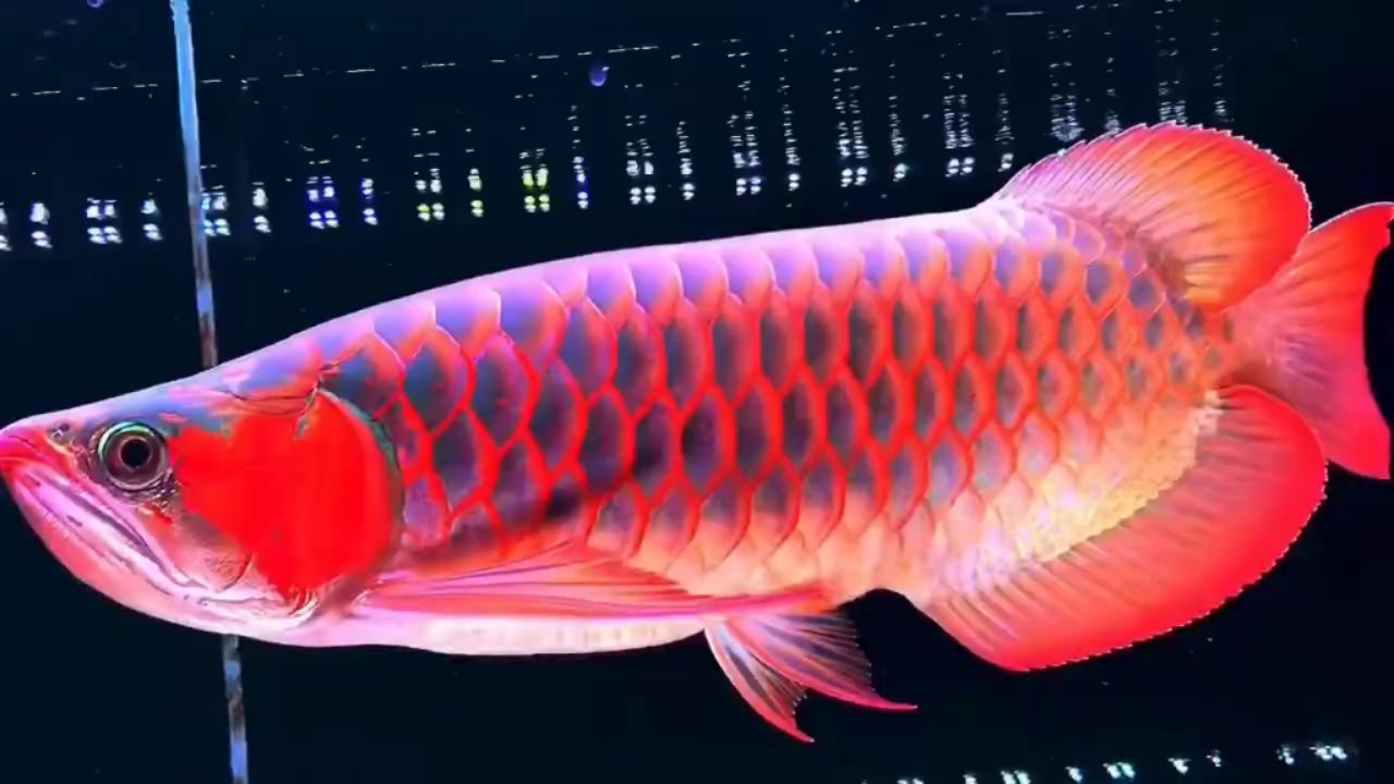 40CM大紅龍：40cm大紅龍 紅龍魚