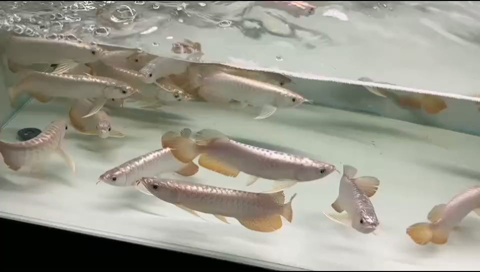 祥龍魚場金頭過背金龍魚：祥龍魚場所培育出的金頭過背金龍魚的特點(diǎn)以及養(yǎng)殖環(huán)境