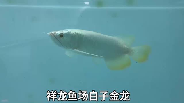 白子金龍魚視頻欣賞：白子金龍魚視頻欣賞目前產(chǎn)量并不多，目前產(chǎn)量并不多 金龍魚