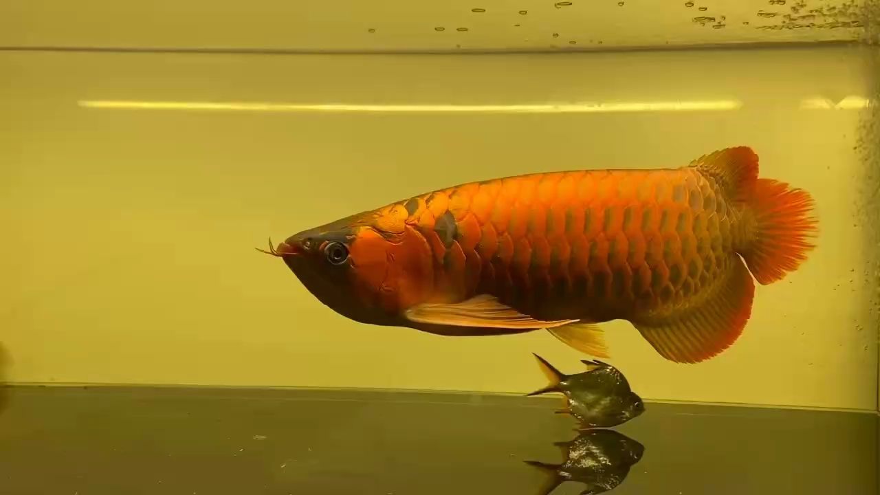 霸氣大紅龍：探討霸氣大紅龍 紅龍魚