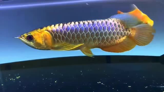 藍底過背金龍魚30cm：藍底過背金龍魚