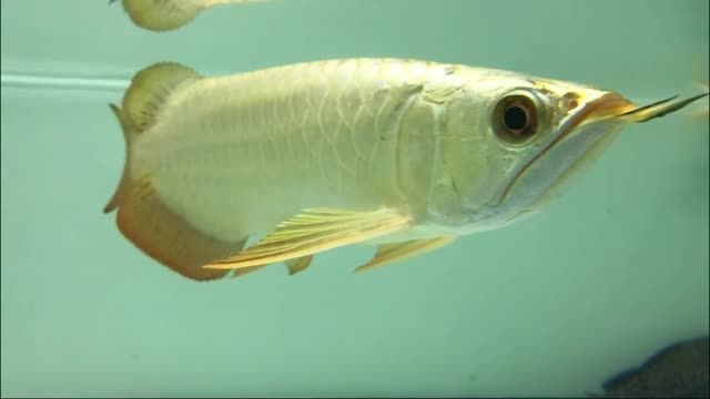 高端金頭過(guò)背金龍魚(yú)祥龍金禾系列：金頭過(guò)背金龍魚(yú)祥龍金禾系列